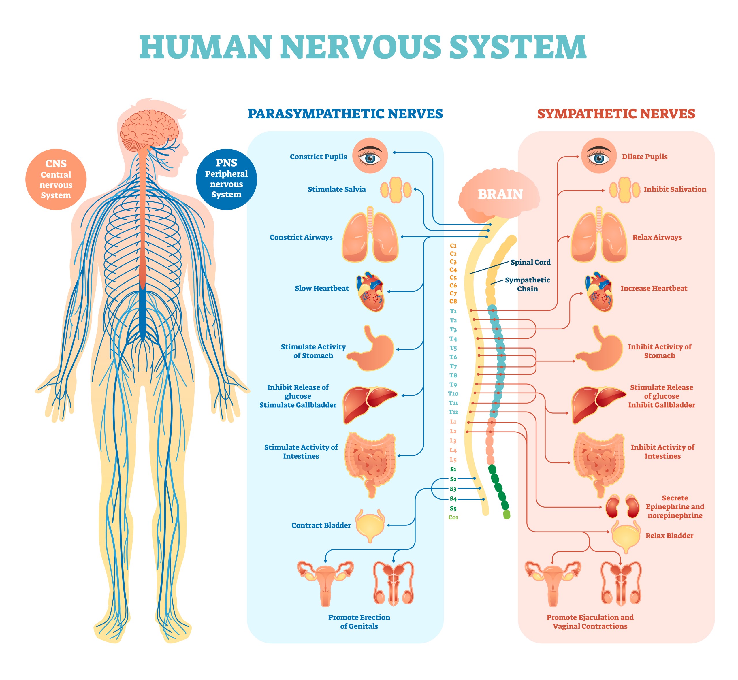 Autonomic nervous system