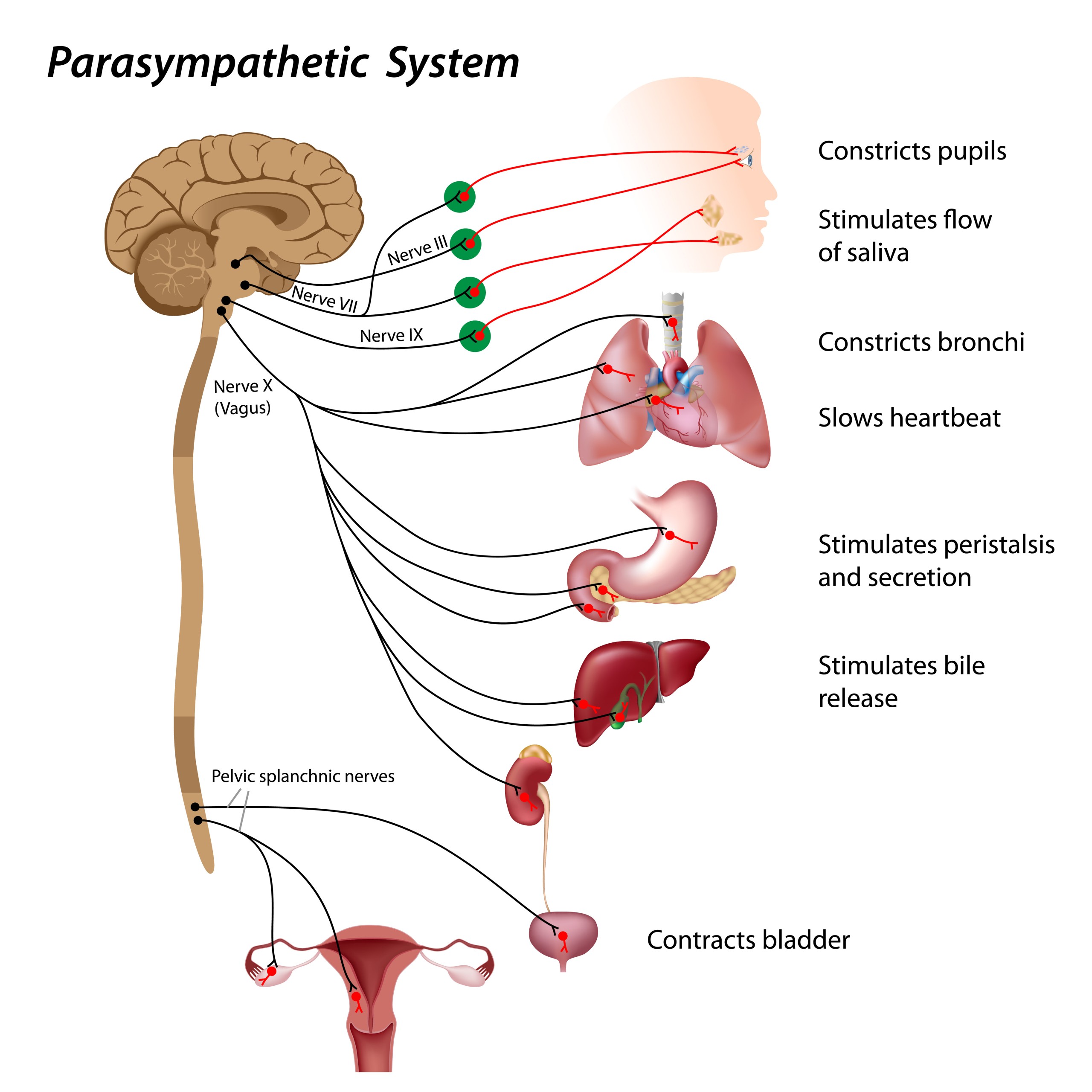 parasympathetic nervous system
